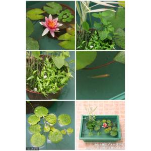 (ビオトープ)(めだか)本格派ビオトープセット...の詳細画像2