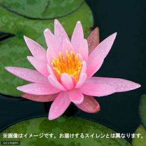 (ビオトープ)(めだか)本格派ビオトープセット...の詳細画像3