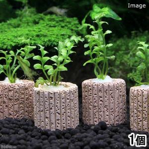 チャーム（charm） （水草）ホシクサsp．クチ（水中葉）（無農薬