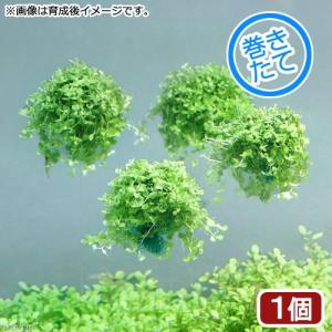 チャーム（charm） （水草）組織培養1−2−GROW！ ニューラージ
