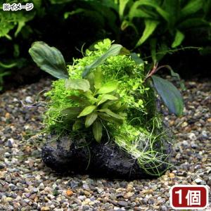 水草）ブセファランドラ ソルディデュラ ブルー（トロピカポット）（無