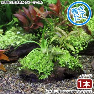 （水草）巻きたて　草たちの水景　流木Ｓサイズ（無農薬）（１本）（約１５ｃｍ）｜chanet