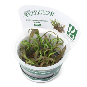 無農薬】ミクロソリウム本ナローリーフ ミニ溶岩石付き : AtWell