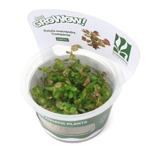 ブセファランドラsp ピンクレディ bucephalandra.sp PinkLady