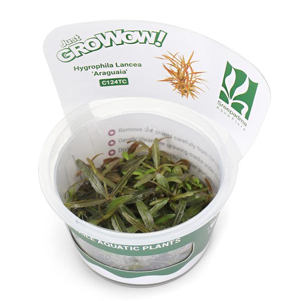 （水草）組織培養ＧＲＯＷＯＷ！　ハイグロフィラｓｐ．アラグアイ（無農薬）（１カップ）　C124 TC