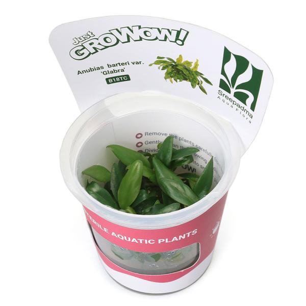（水草）組織培養ＧＲＯＷＯＷ！　アヌビアス　Ｖａｒ．グラブラ（無農薬）（１カップ）