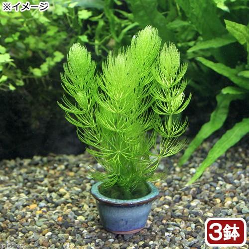 （水草）豆鉢入り　マツモ（無農薬）（３鉢）メダカ　金魚　水質浄化　産卵床