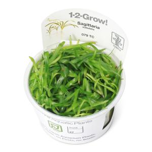 (水草)組織培養1-2-GROW! サジタリア ...の商品画像