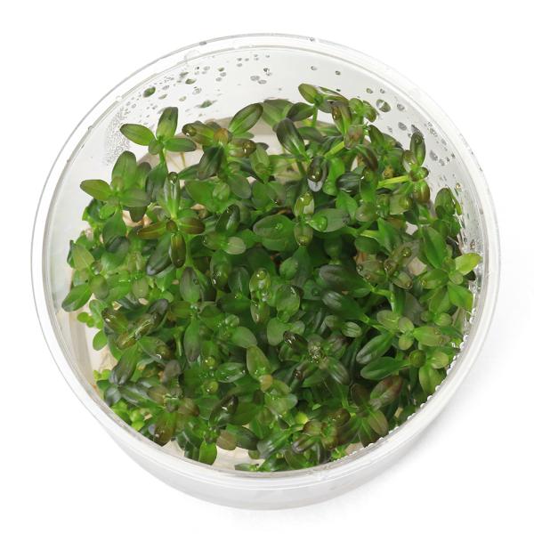 （水草）組織培養　ロタラ　ラモシオール　フロリダサンセット（無農薬）（１カップ）