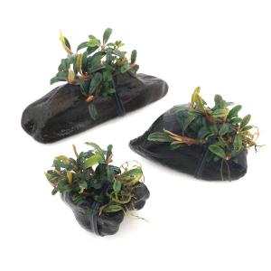 専用商品【アクアフルール】（ティア）＋（ブラウニーゴースト） 水草 Buce sp. ブラウニーゴースト Kapuas Hulu(1ポット