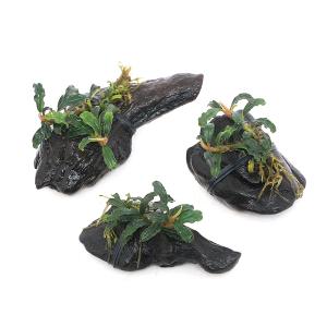 水草）ブセファランドラ ソルディデュラ ブルー（トロピカポット）（無