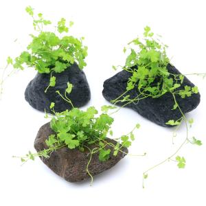 （水草）オーストラリアン　ノチドメ　穴あき溶岩石付（水上葉）（無農薬）（１個）｜chanet