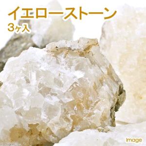 イエローストーン　３ヶ入　関東当日便