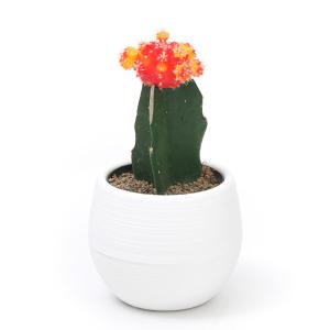 多肉植物）サボテン フェロカクタス 刺無王冠竜（トゲナシオウ