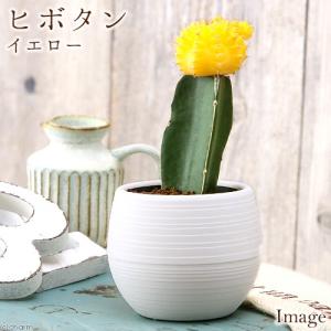 サボテン：ホマロケファラ 綾波 武蔵*幅5cm 現品！一品限り : 遊恵盆栽