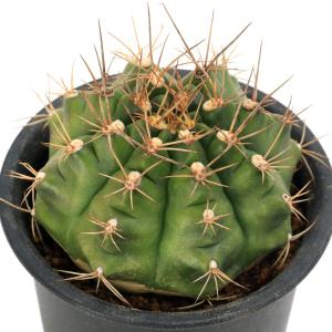 チャーム(ペット) (多肉植物)サボテン ギムノカリキウム チャーム(ペット) (多肉植物)サボテン ギムノカリキウム