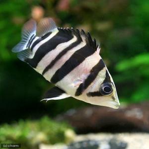 ダトニオプラスワン左右対称　23センチ程度　熱帯魚 熱帯魚）ダトニオプラスワン Sサイズ（約3．5〜7cm）（3匹