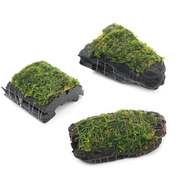（水草）巻きたて　ウィローモスｓｐ．ナロー　流木　ミニサイズ（８ｃｍ以下）（水中葉）（無農薬）（１本...