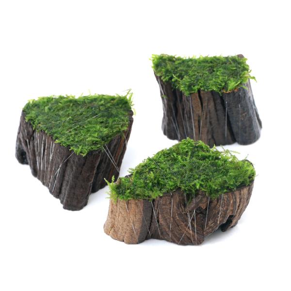 （水草）巻きたて　ウィローモスｓｐ．ナロー　切り株流木　ミニサイズ（水中葉）（無農薬）（１本）