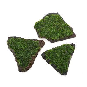 ブセファランドラsp ブラックカレント bucephalandra.sp BlackCurrent