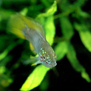 (熱帯魚)アピストグラマ・ボレリー オパール(...の詳細画像1