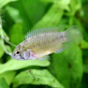(熱帯魚)アピストグラマ・ボレリー オパール(...の詳細画像2