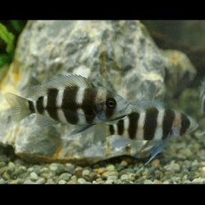 （入荷未定）（熱帯魚）キフォティラピア・フロントーサ　Ｓサイズ（１匹）　北海道・九州航空便要保温