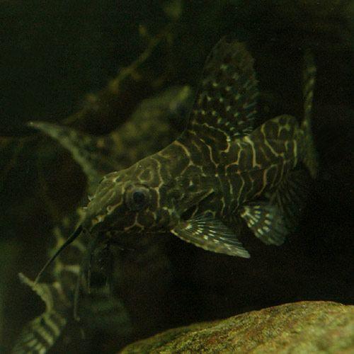 （熱帯魚）シノドンティス・エプタルス（１匹）　北海道・九州航空便要保温