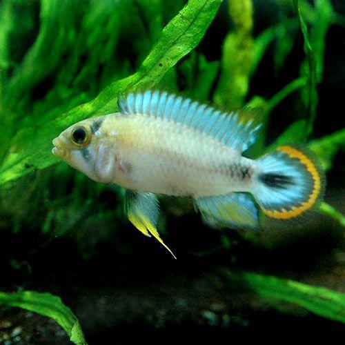 （熱帯魚）アピストグラマ・パンドゥロ（１ペア）　北海道・九州航空便要保温