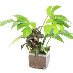 観葉植物）アグラオネマ メデューサ シワ葉 3．5号（1鉢