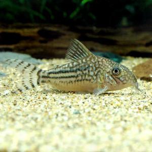 熱帯魚）コリドラス・ビファシアータス パラタイプ（ワイルド）（1匹 