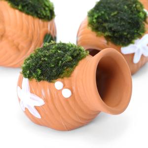 チャーム（charm） （水草）ホシクサsp．クチ（水中葉）（無農薬