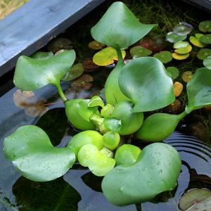 （ビオトーブ）水辺植物　ホテイ草　国産（ホテイアオイ）　Ｌサイズ　（１株）金魚　メダカ｜chanet