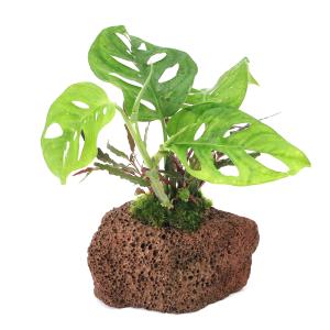 観葉植物）アグラオネマ メデューサ シワ葉 3．5号（1鉢