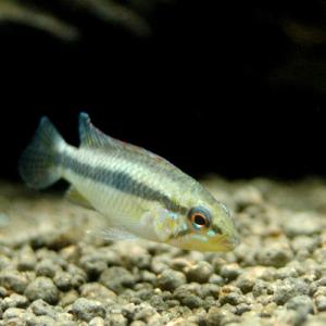 (熱帯魚)ミックスバルーンモーリー(4匹) 北...の詳細画像2