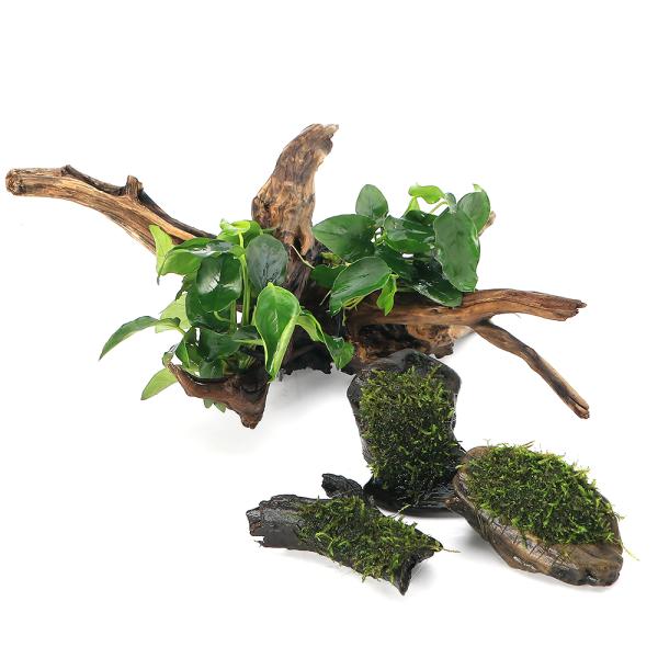 （水草）置くだけ簡単レイアウトセット　アヌビアスナナ＋巻きたて　ウィローモス　流木ＳＳサイズ　（１セ...
