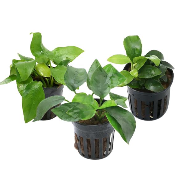 （水草）定番のアヌビアス　ナナ３種セット（水上葉）（１セット）