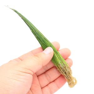 チャーム（charm） （水草）ホシクサsp．クチ（水中葉）（無農薬