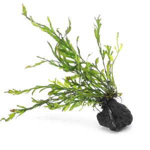 チャーム（charm） （水草）ミクロソリウムsp．スモールリーフ（水中