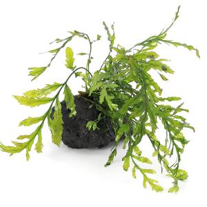 水草）ミクロソリウム 本ナローリーフ（水中葉）（無農薬）（葉数3