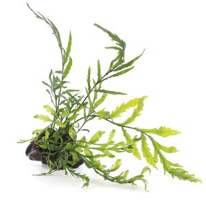 チャーム（charm） （水草）ミクロソリウム 本ナローリーフ（水中葉