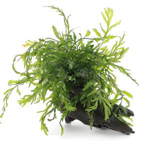 チャーム（ペット） （水草）ミクロソリウムsp．トライデント