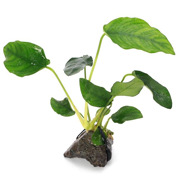 （水草）アヌビアスナナ　風山石小粒（３〜５ｃｍ）（水上葉）（１個）