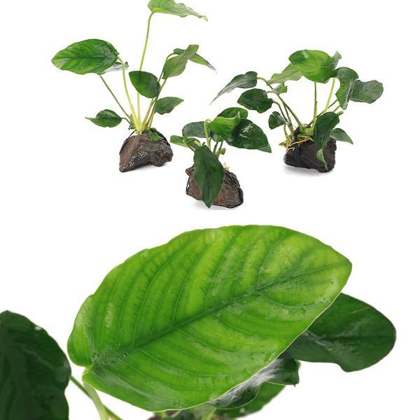 （水草）アヌビアスナナ　風山石小粒（３〜５ｃｍ）（水上葉）（３個）