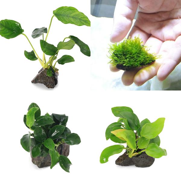 （水草）定番のアヌビアス　ナナ風山石小粒３種セット　＋　育成済　ウィローモス　風山石小粒（１セット）