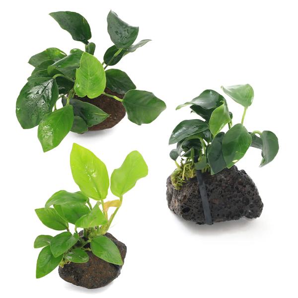 （水草）定番のアヌビアス　ナナ溶岩石小粒３種セット（３〜５ｃｍ）（水上葉）（１セット）