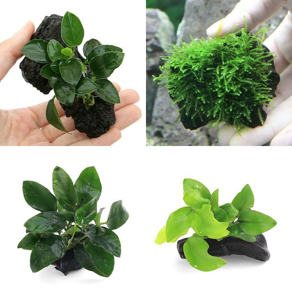 （水草）定番のアヌビアスナナ　流木ミニサイズ　３種セット（５〜８ｃｍ）（水上葉）＋　育成済　ウィロー...