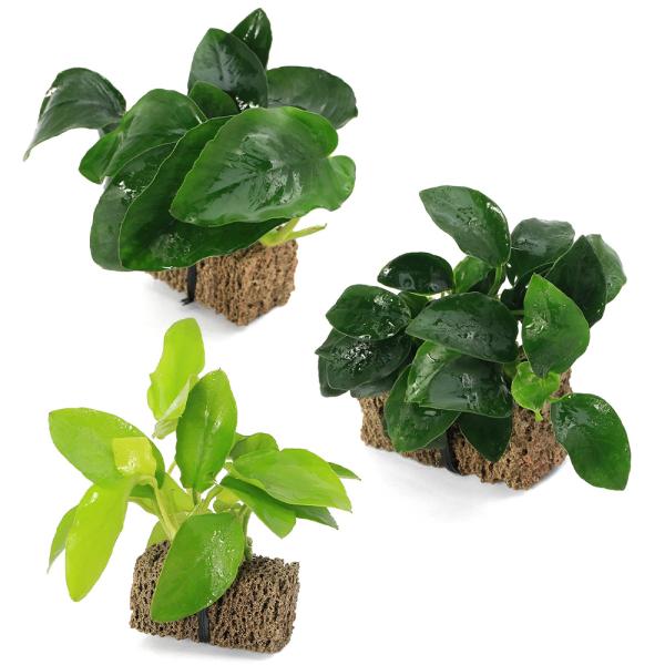 （水草）定番のアヌビアス　ナナ３種　ＴＳＵＭＩＫＩ（水上葉）（１セット）