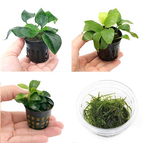 （水草）定番のアヌビアス　ナナ３種セット　＋　ウィローモス　１カップ（１セット）