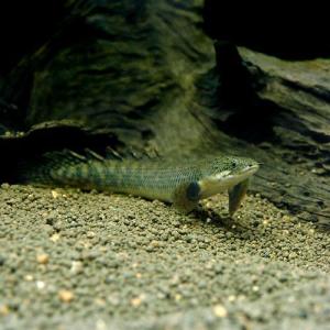 （熱帯魚）ポリプテルス・パルマス・ポーリー　Ｓサイズ（ブリード）（１匹）　北海道・九州航空便要保温